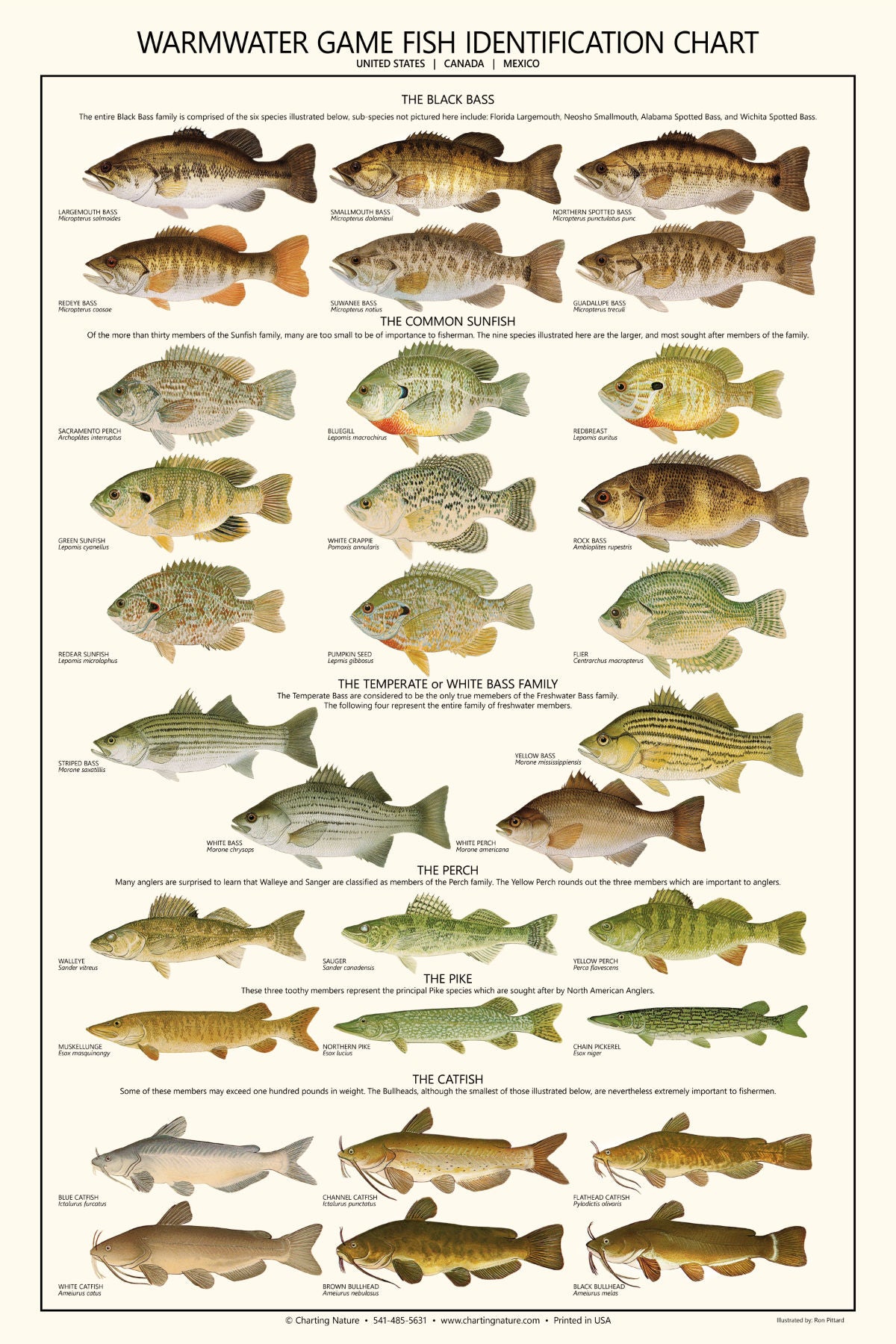 Warmwater Gamefish Poster, Identification Chart and Sport Fisherman’s Guide