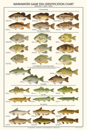 Fish Poster | Warmwater Gamefish Identification Chart. A gamefish fisherman's reference guide.