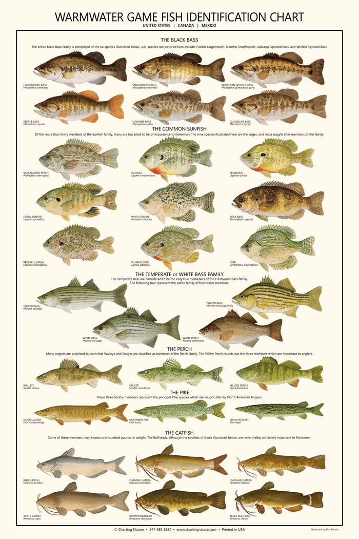 Warmwater Gamefish Poster, Identification Chart and Sport Fisherman's Guide