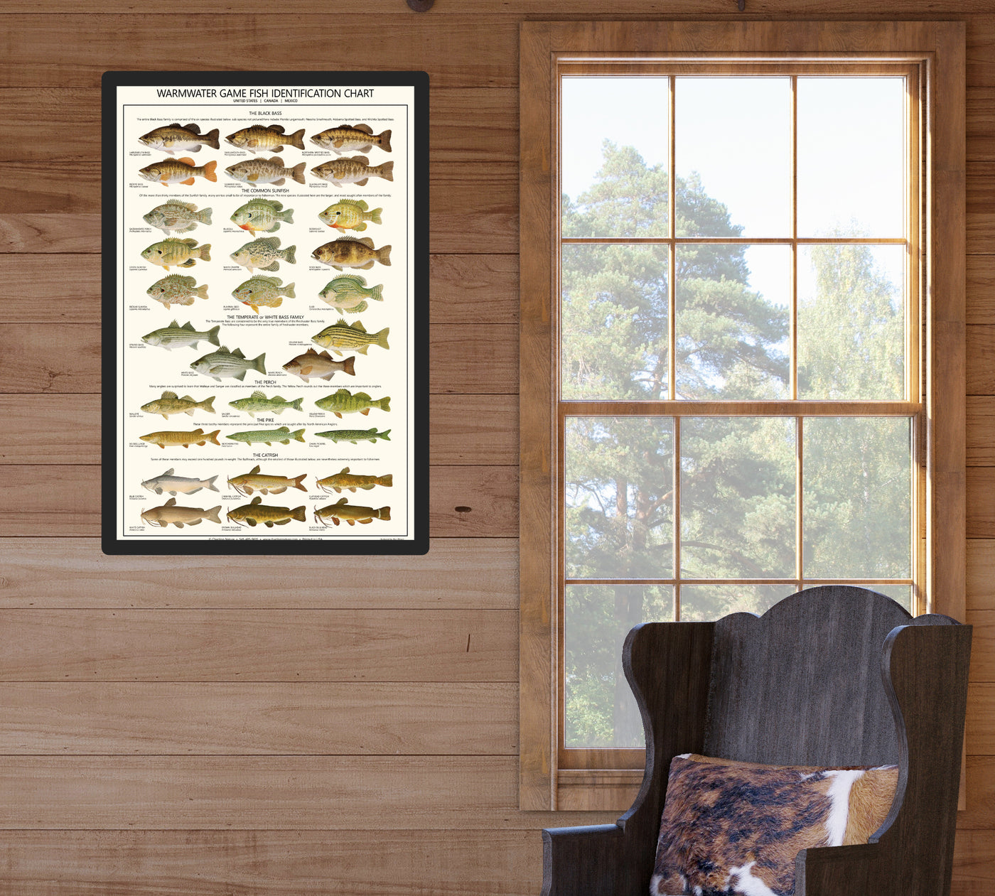 Fish Poster, Warmwater Gamefish Identification Chart