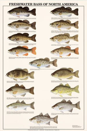 Freshwater Bass Identifiaction Poster 