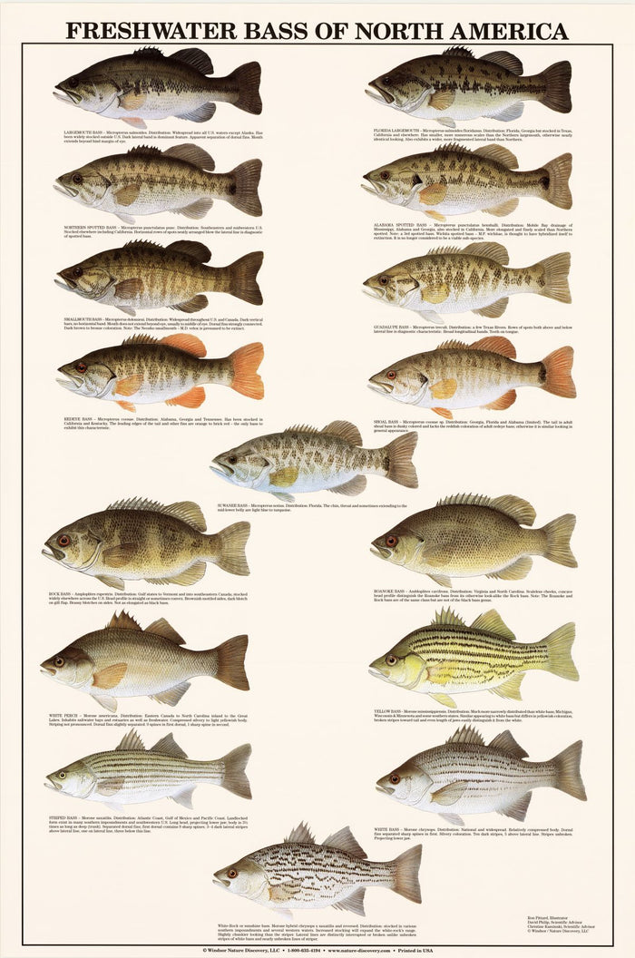 Fish Poster | Freshwater Bass Identification Chart | Gamefish Fishermen's Wall Art Decor