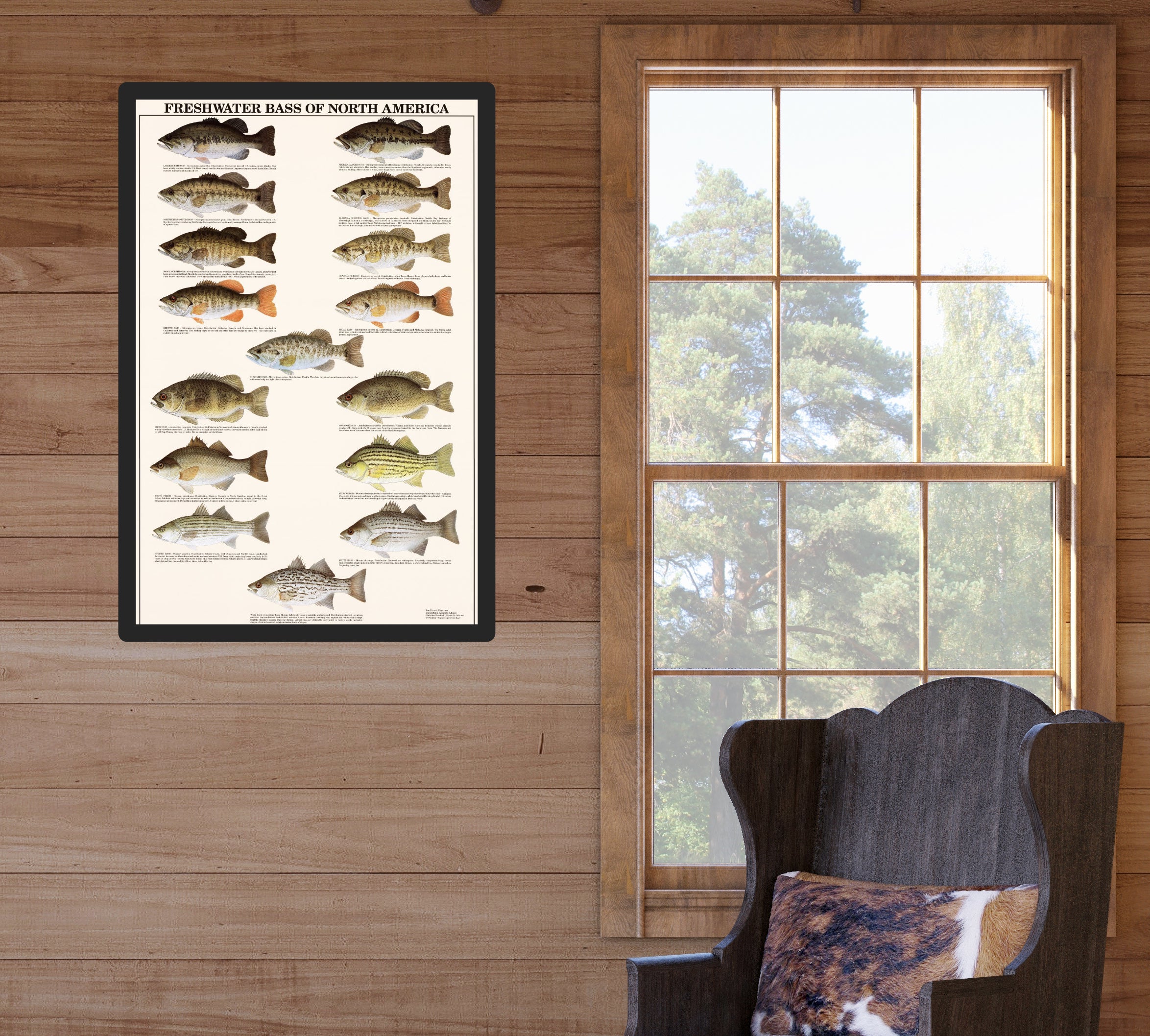 Gamefish Poster, Freshwater Bass Identification Chart