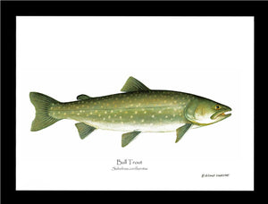 Bull Trout Salvelinus confluentus