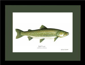 Bull Trout Salvelinus confluentus