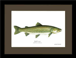 Bull Trout Salvelinus confluentus