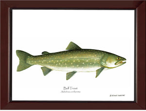 Bull Trout Salvelinus confluentus