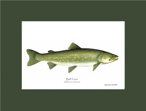 Bull Trout Salvelinus confluentus