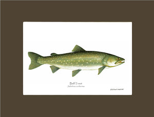 Bull Trout Salvelinus confluentus