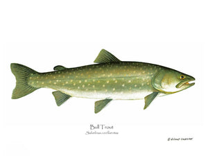 Fish Print: Bull Trout Salvelinus confluentus
