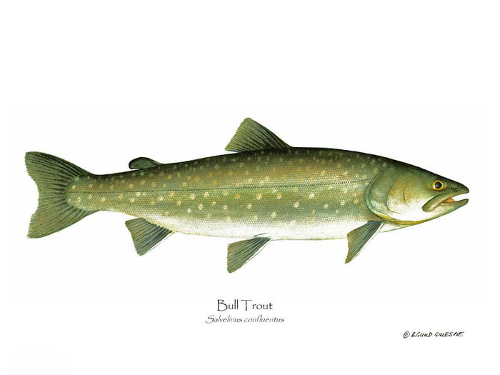 Bull Trout Salvelinus confluentus