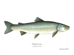 Fish Print: Dolly Varden Salvelinus malmo