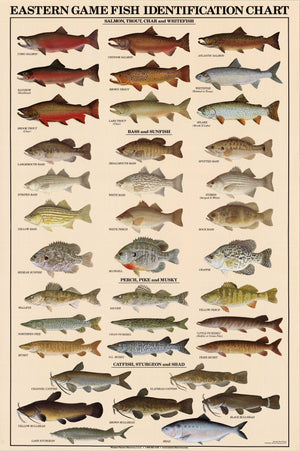 Eastern Freshwater Fish Identification Poster