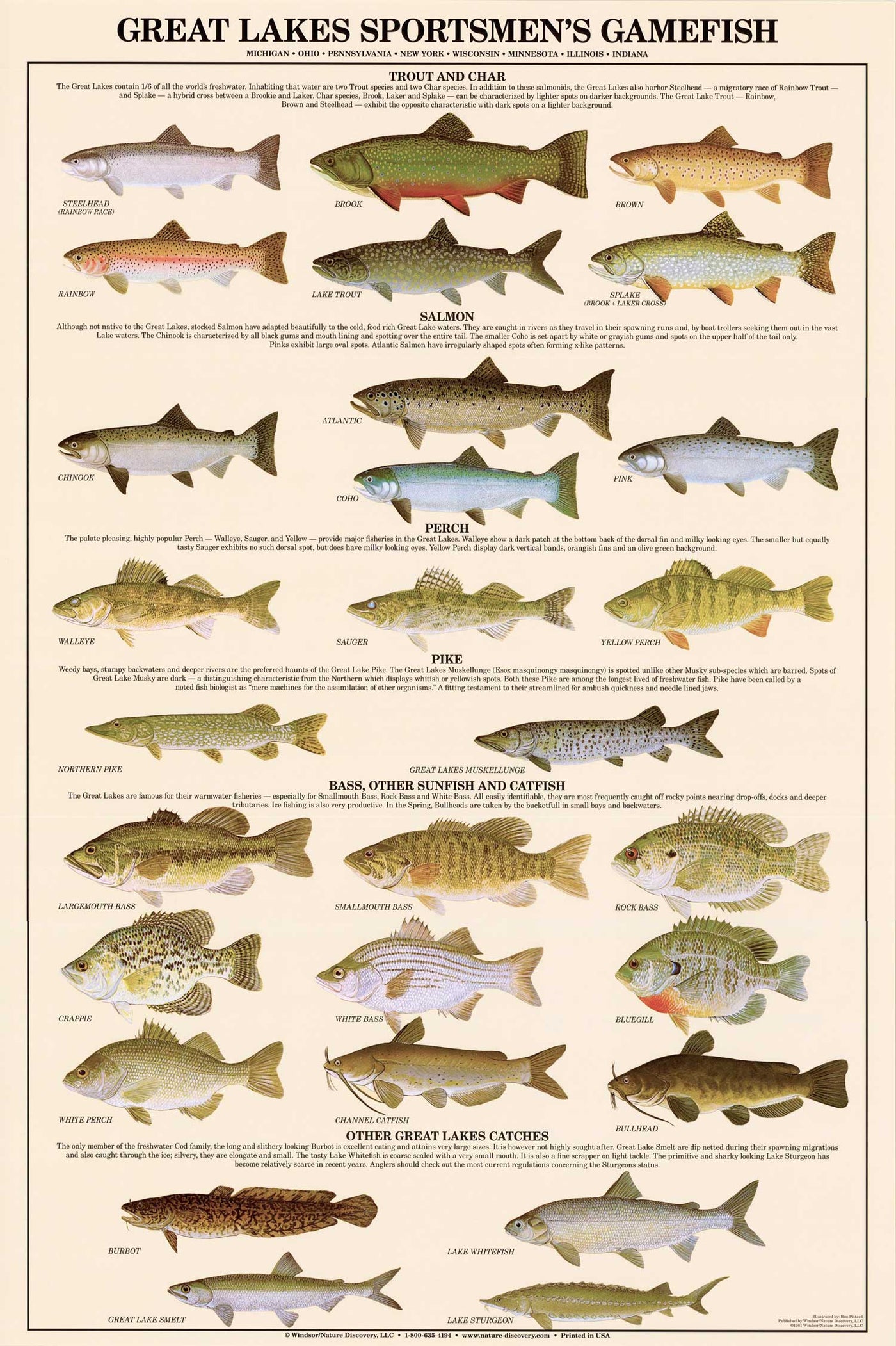 Fish Poster: Great Lakes Gamefish Sports Fishermen's Identification  Identification Chart – Charting Nature
