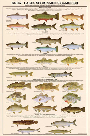 Great Lakes Gamefish Fish Poster and Identification Chart