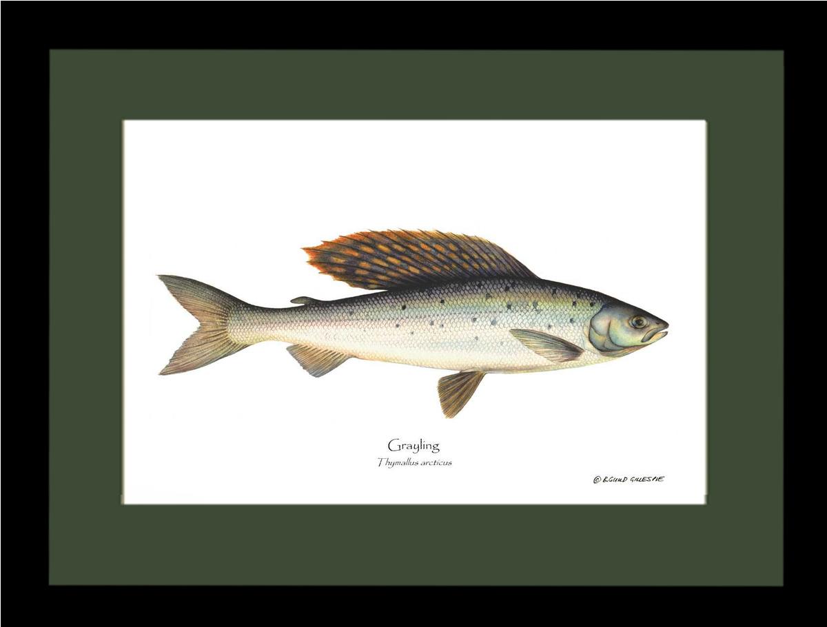 Grayling Thymallus arcticus | Wall Art Fish Print