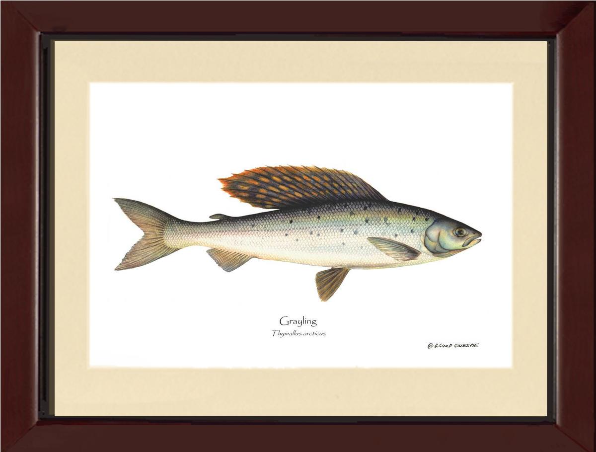 Grayling Thymallus arcticus | Wall Art Fish Print