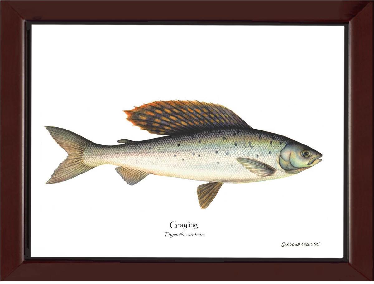 Grayling Thymallus arcticus | Wall Art Fish Print