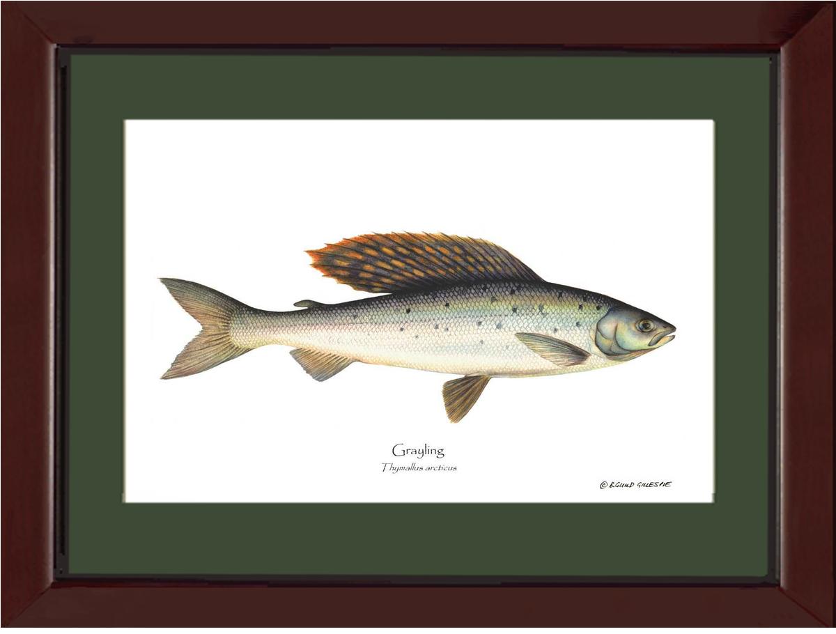 Grayling Thymallus arcticus | Wall Art Fish Print