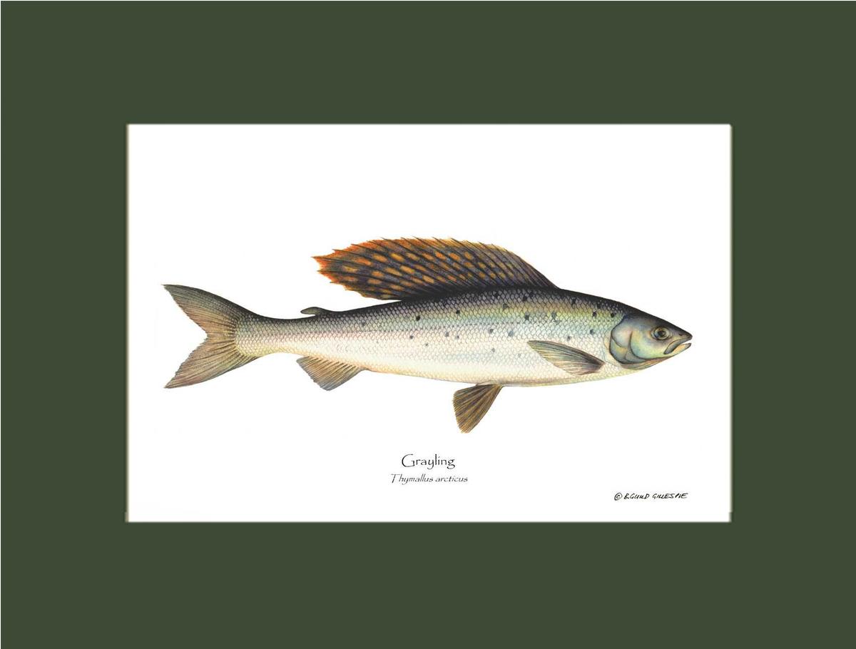 Grayling Thymallus arcticus | Wall Art Fish Print