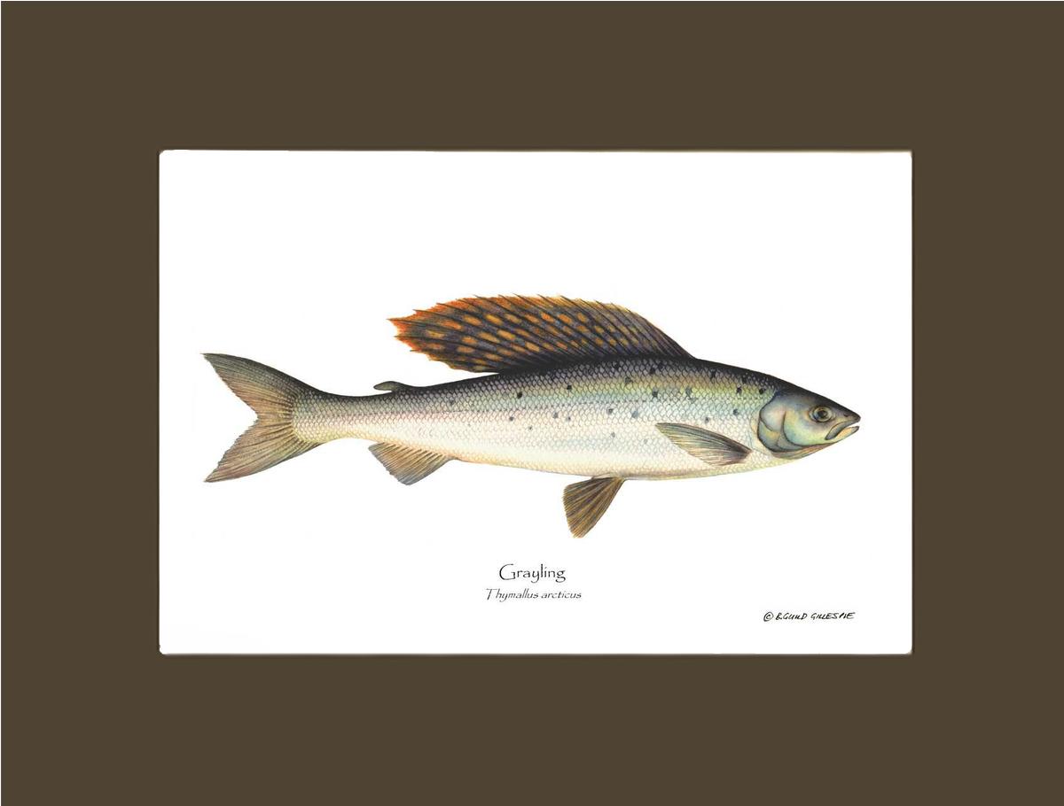 Grayling Thymallus arcticus | Wall Art Fish Print