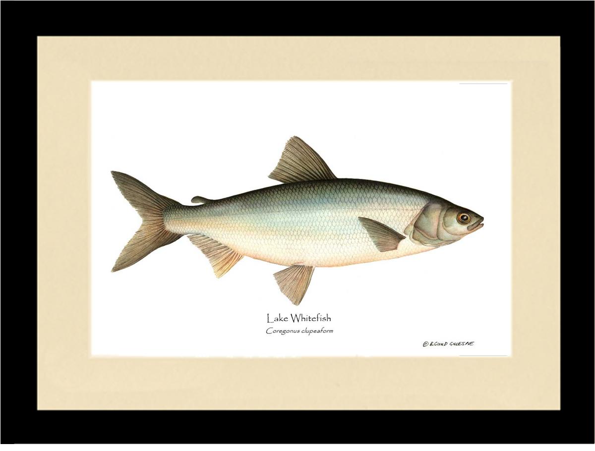 Lake Whitefish Coregonus clupeaform | Wall Art Fish Print