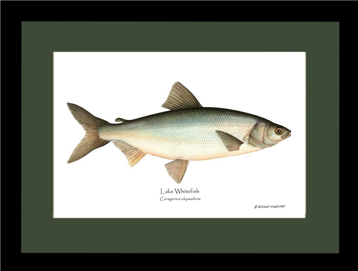 Lake Whitefish Coregonus clupeaform | Wall Art Fish Print