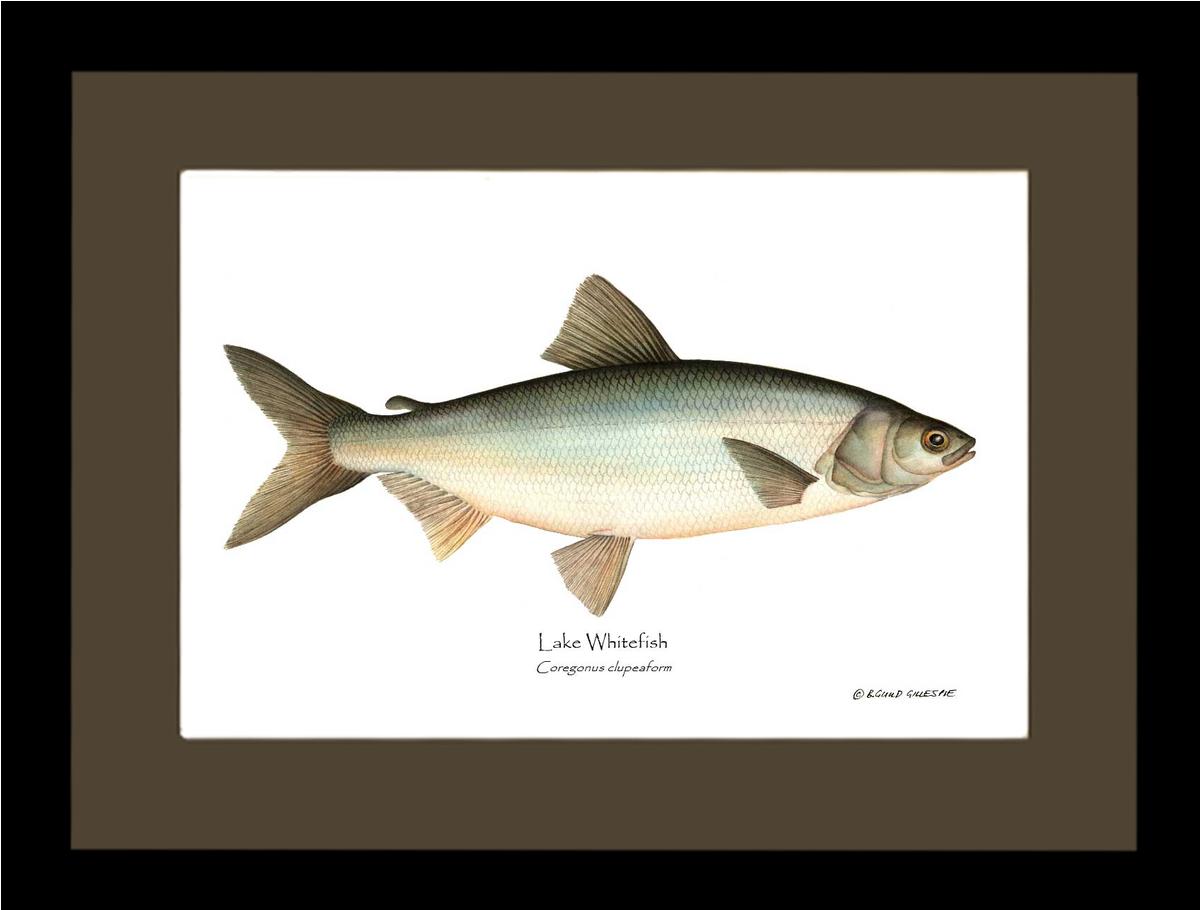 Lake Whitefish Coregonus clupeaform | Wall Art Fish Print