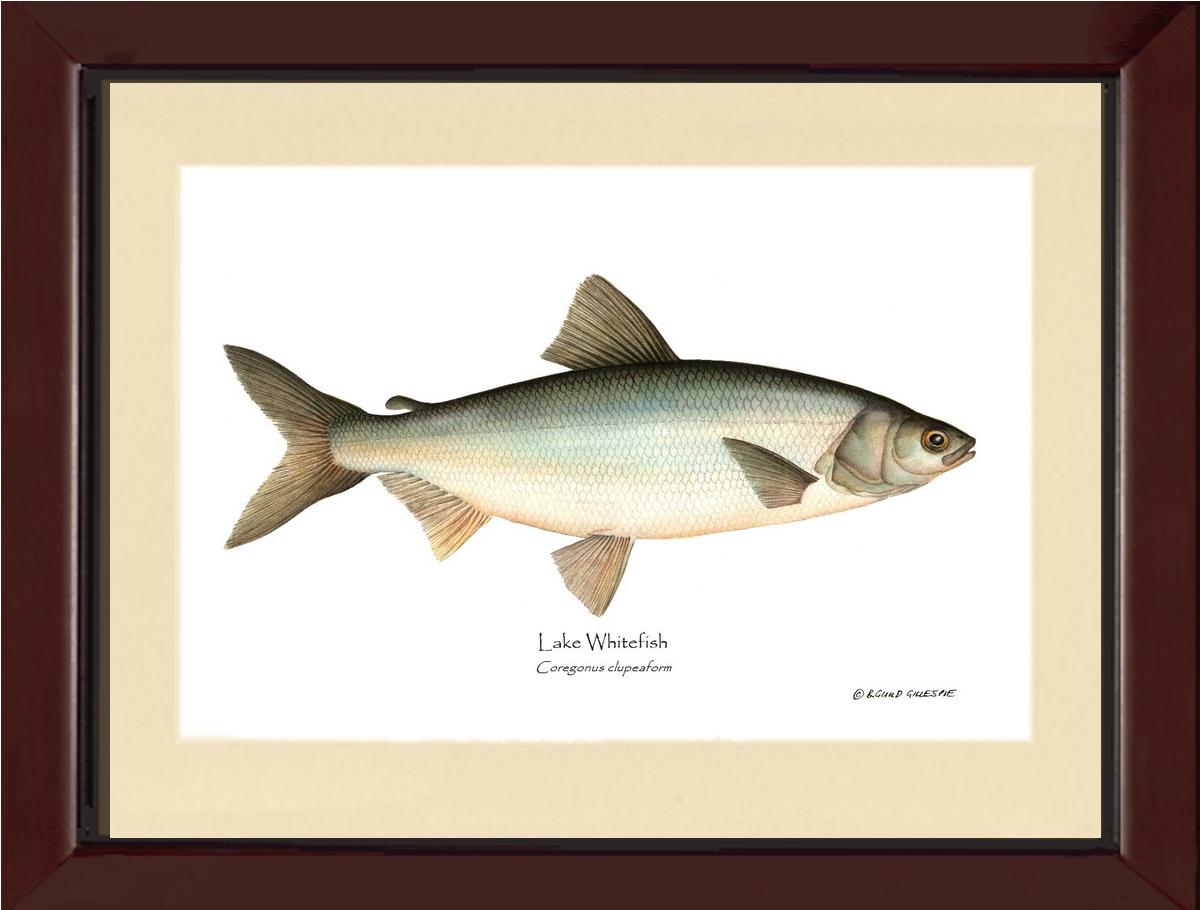 Lake Whitefish Coregonus clupeaform | Wall Art Fish Print