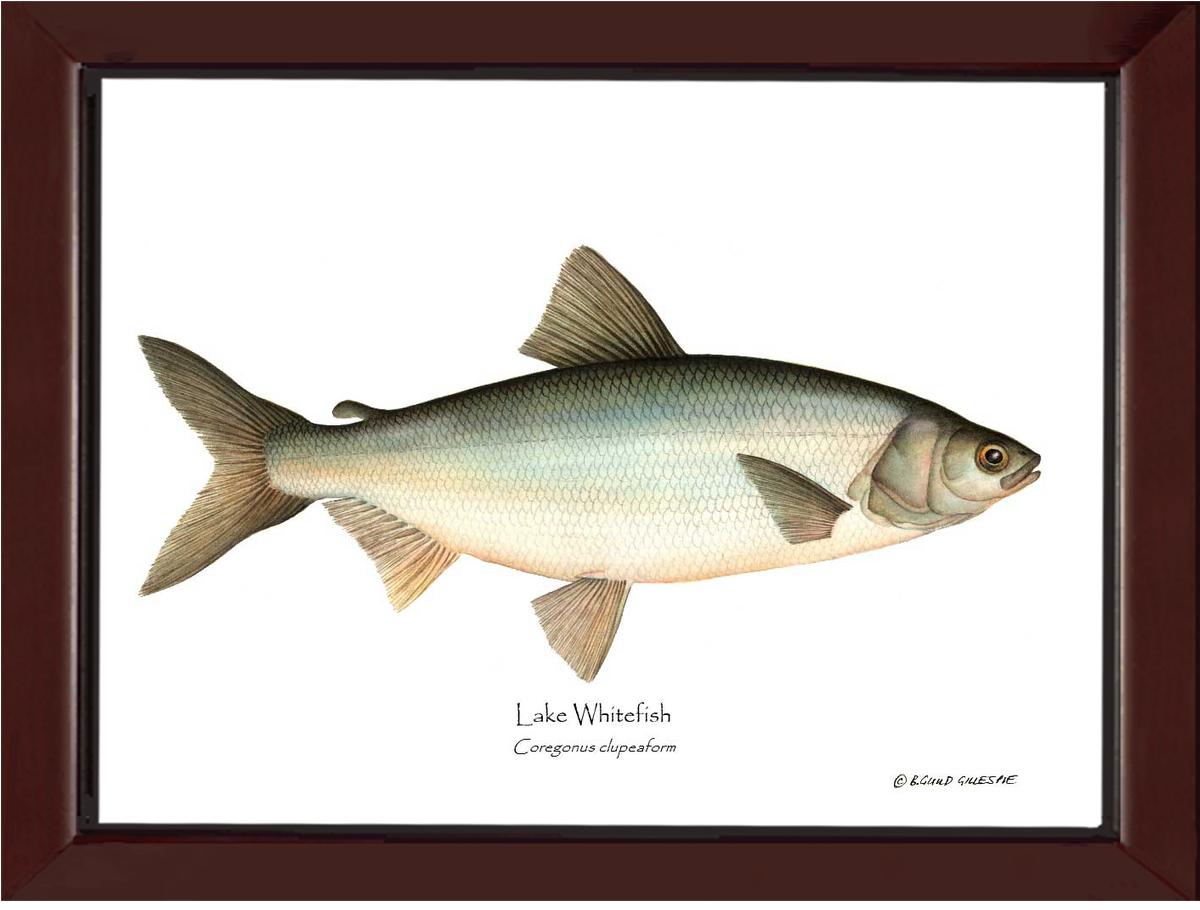 Lake Whitefish Coregonus clupeaform | Wall Art Fish Print