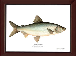 Lake Whitefish Coregonus clupeaform