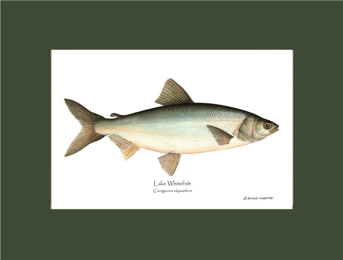 Lake Whitefish Coregonus clupeaform | Wall Art Fish Print