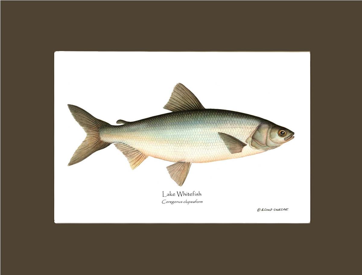 Lake Whitefish Coregonus clupeaform | Wall Art Fish Print