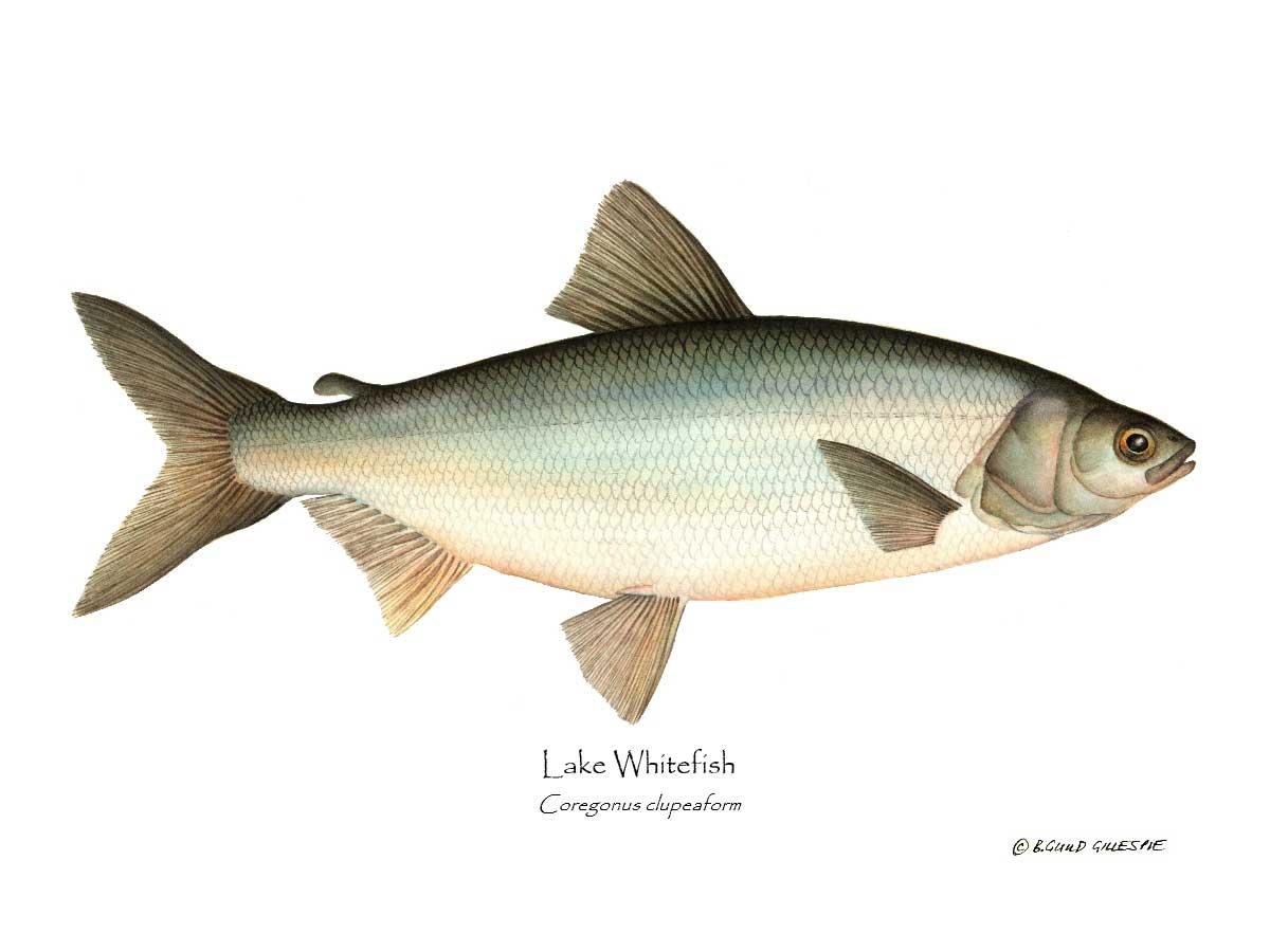 Lake Whitefish Coregonus clupeaform | Wall Art Fish Print