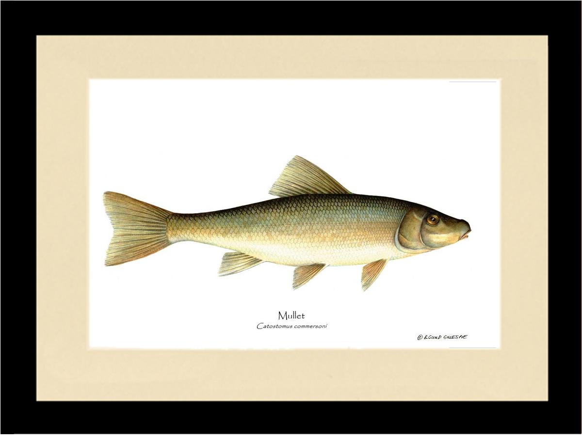 Sucker-Mullet-White Fish Catostomus commersoni | Wall Art Fish Print