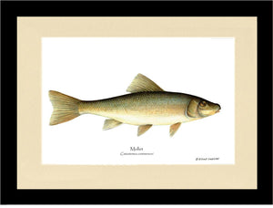 Sucker-Mullet-White Fish Catostomus commersoni