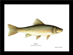 Sucker-Mullet-White Fish Catostomus commersoni