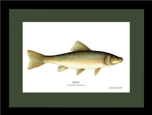 Sucker-Mullet-White Fish Catostomus commersoni
