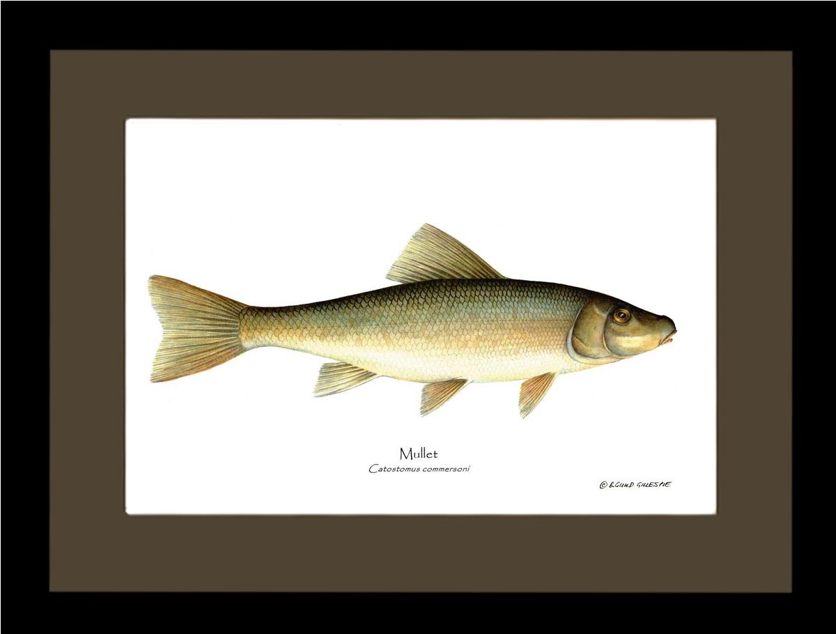 Sucker-Mullet-White Fish Catostomus commersoni | Wall Art Fish Print