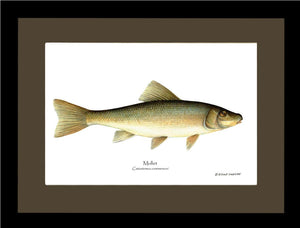 Sucker-Mullet-White Fish Catostomus commersoni
