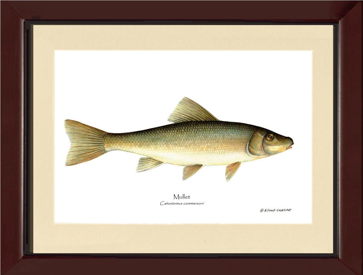 Sucker-Mullet-White Fish Catostomus commersoni | Wall Art Fish Print