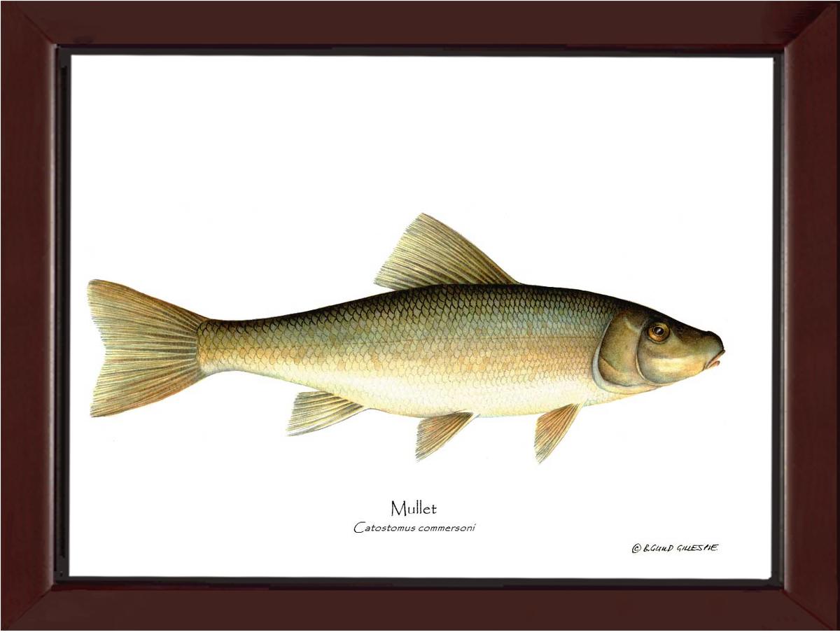 Sucker-Mullet-White Fish Catostomus commersoni | Wall Art Fish Print