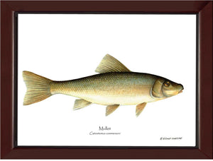 Sucker-Mullet-White Fish Catostomus commersoni