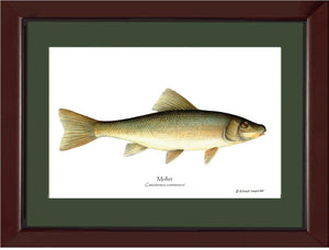 Sucker-Mullet-White Fish Catostomus commersoni