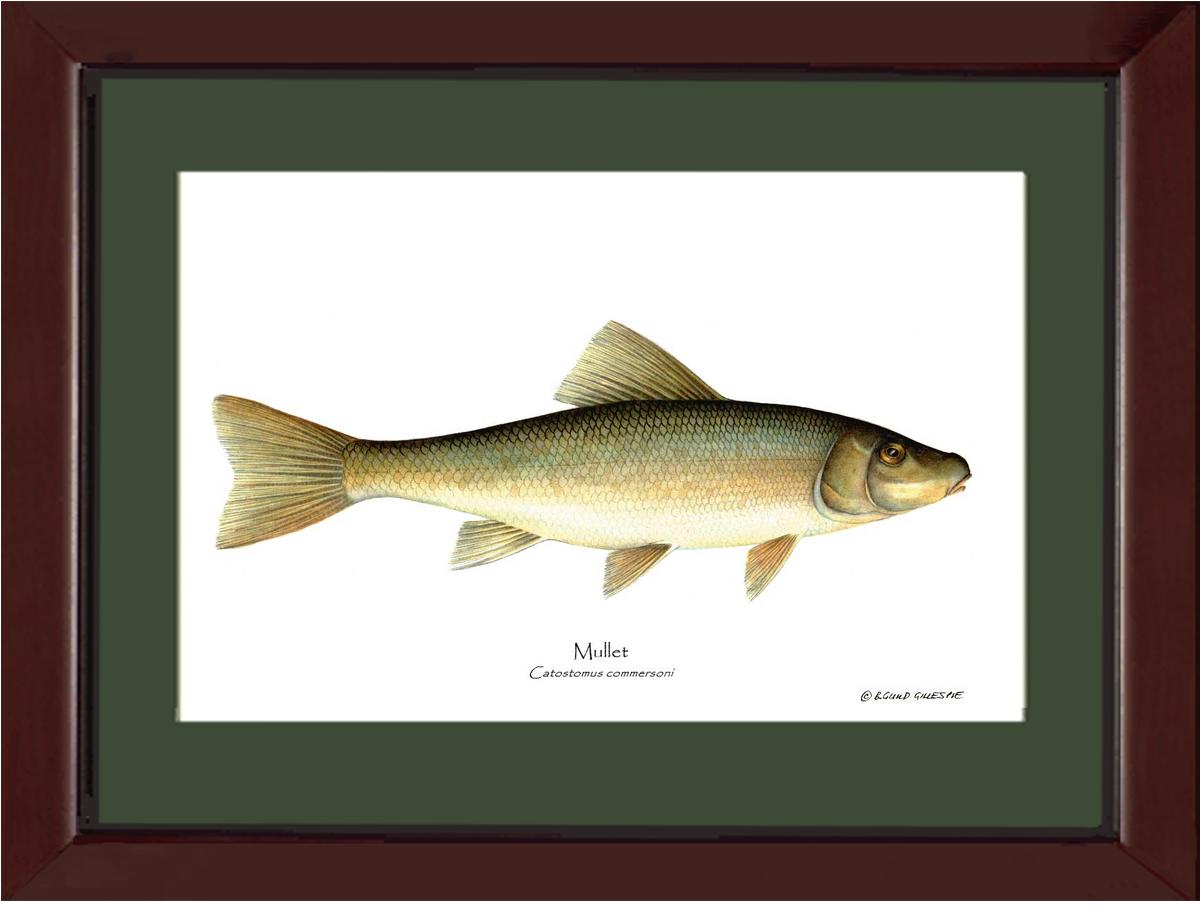 Sucker-Mullet-White Fish Catostomus commersoni | Wall Art Fish Print