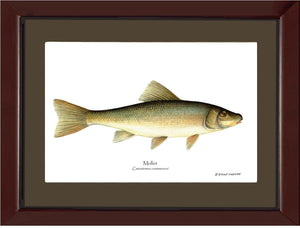 Sucker-Mullet-White Fish Catostomus commersoni