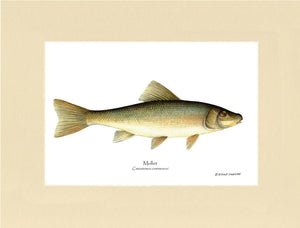 Sucker-Mullet-White Fish Catostomus commersoni