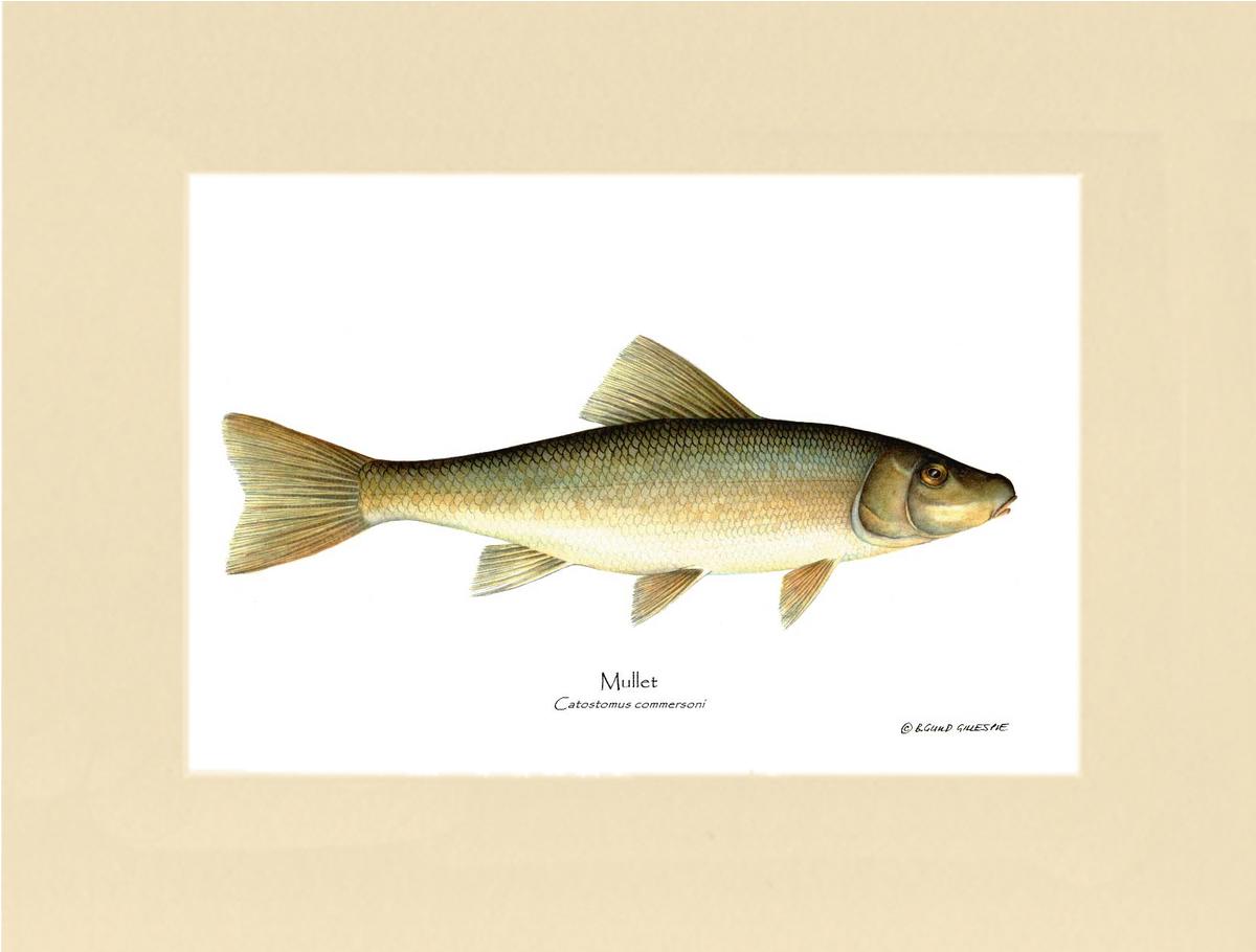 Sucker-Mullet-White Fish Catostomus commersoni | Wall Art Fish Print