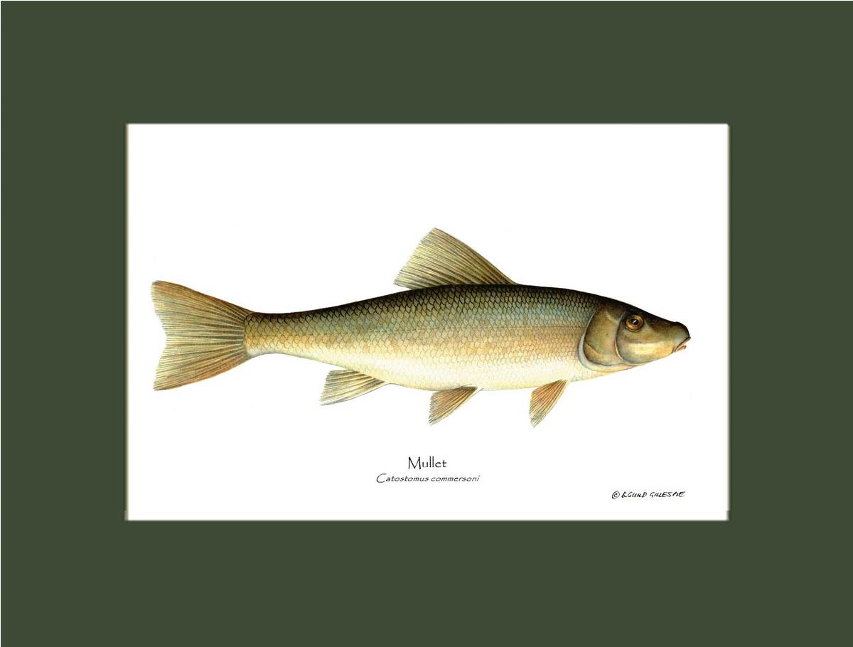 Sucker-Mullet-White Fish Catostomus commersoni | Wall Art Fish Print