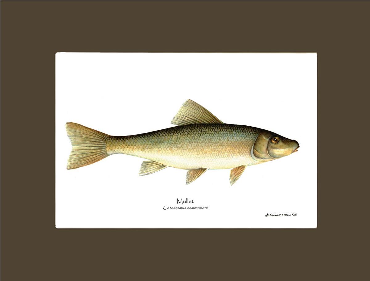 Sucker-Mullet-White Fish Catostomus commersoni | Wall Art Fish Print